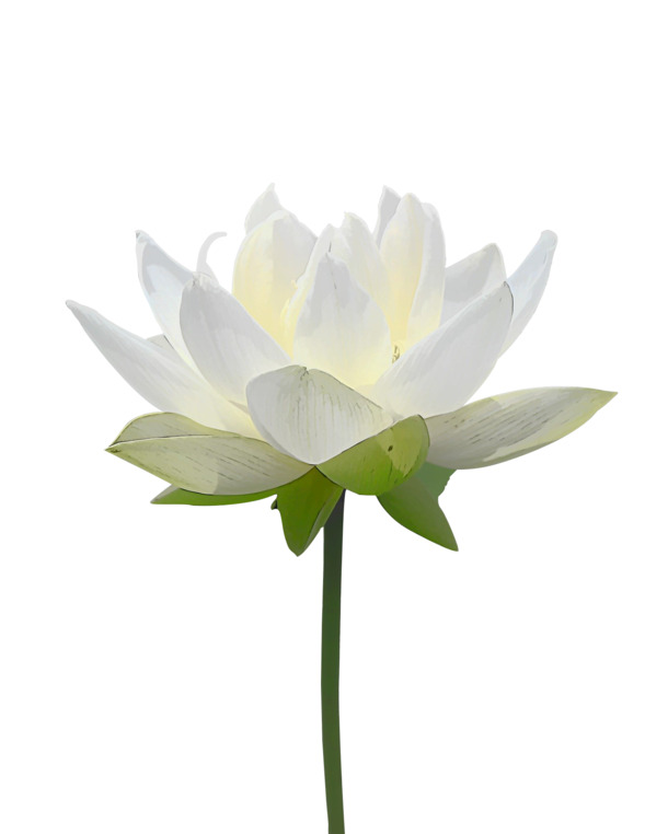 花白色莲花高清PNG图片，动植物元素设计素材免费下载