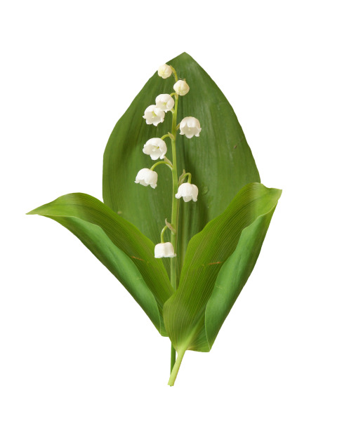 免费下载绿叶白花高清PNG素材，透明漂浮花瓣设计元素