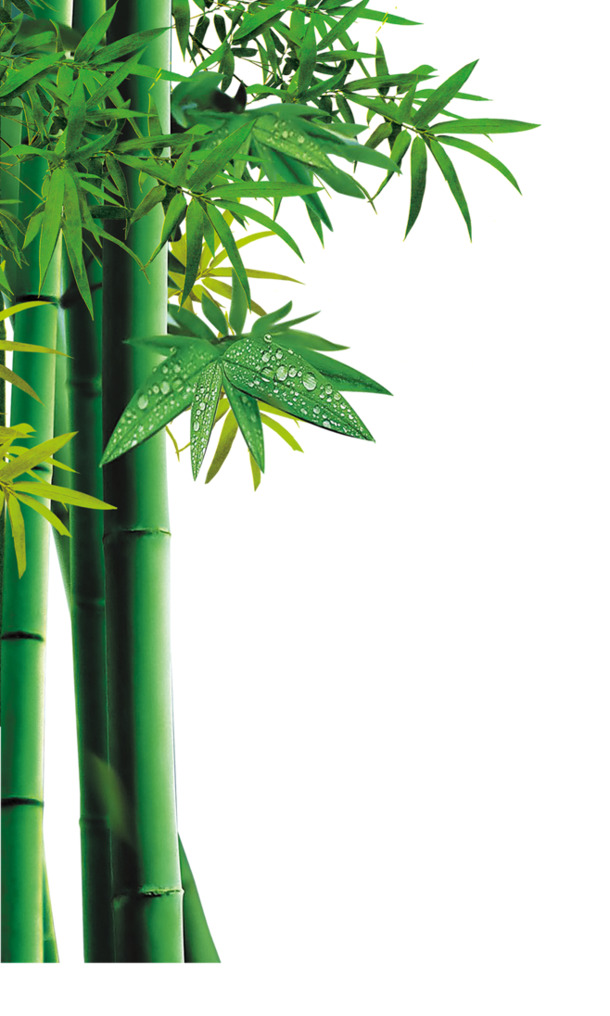高清竹子PNG，绿色透明图片，植物装饰元素，设计素材下载