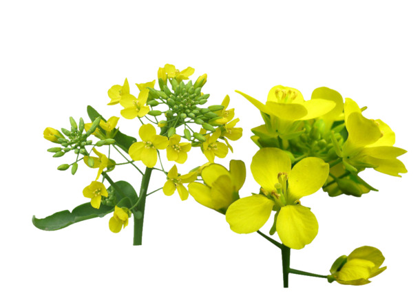 油菜花PNG透明图，高清装饰元素，植物图片素材免费下载