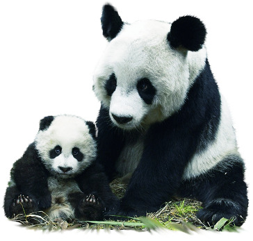 可爱大熊猫高清PNG图片，透明装饰元素，设计素材免费下载