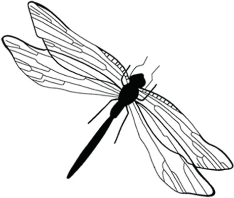 手绘黑色线条蜻蜓PNG素材，高清透明，圣诞节节日元素设计下载