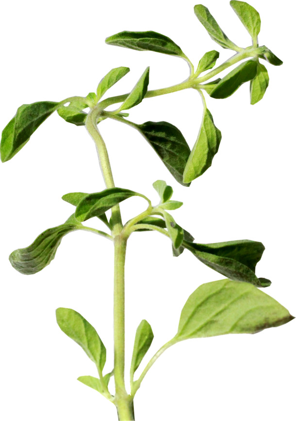 牛至草本植物高清PNG透明图，动植物元素，植物设计素材下载