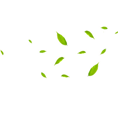 高清PNG透明树叶图片，动植物元素设计素材，免费下载