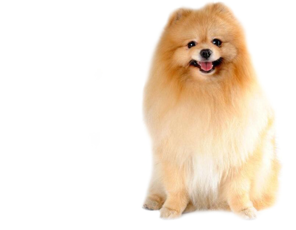 博美犬PNG透明图片，高清动植物元素，动物设计素材免费下载
