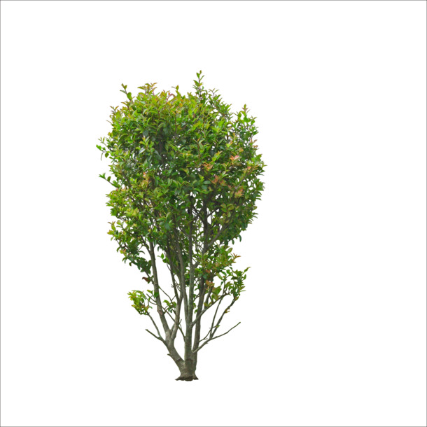 桂花树PNG透明图片，高清装饰元素，植物设计素材免费下载
