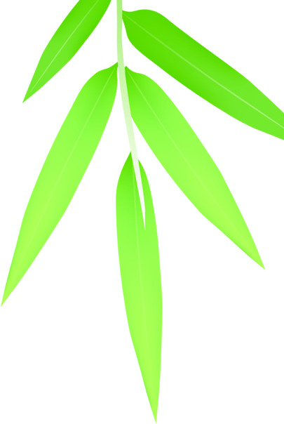 端午节绿色竹叶树枝高清PNG透明素材，节日元素设计下载