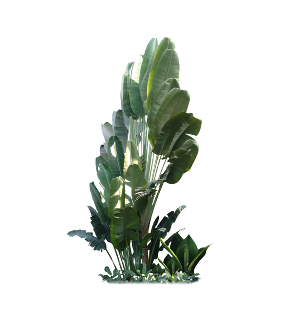 芭蕉树PNG透明图，动植物元素设计素材，高清下载