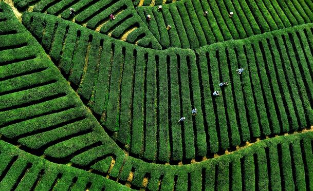 茶园绿意盎然，高清PNG透明背景，风景摄影素材免费下载