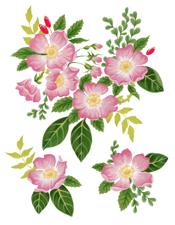 水彩芙蓉花手绘PNG透明图，高清装饰花纹，设计素材免费下载