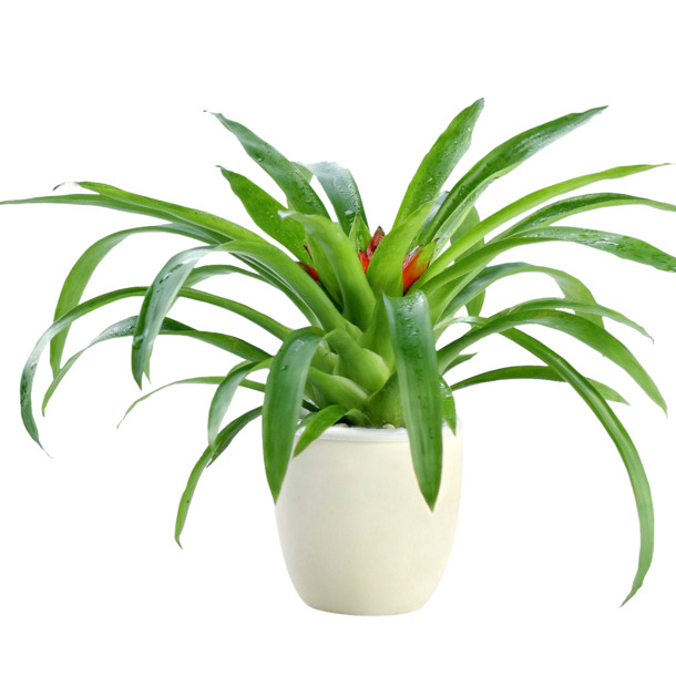鸿运当头PNG透明图，动植物元素植物素材，高清下载