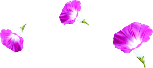 七夕情人节特供，高清PNG透明紫色牵牛花花瓣漂浮元素，设计素材下载