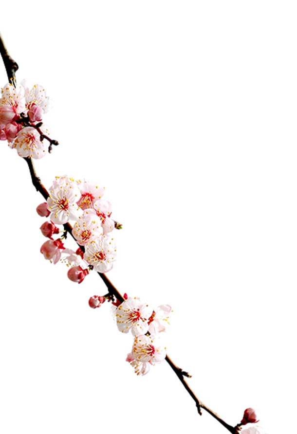 中秋时节，绽放的白色梅花花枝高清PNG透明图片，植物设计素材免费下载