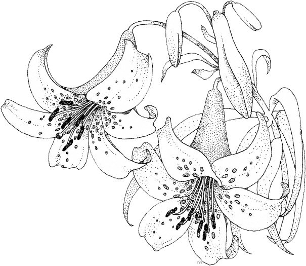 素描百合花PNG透明图片，高清植物装饰元素，设计素材下载