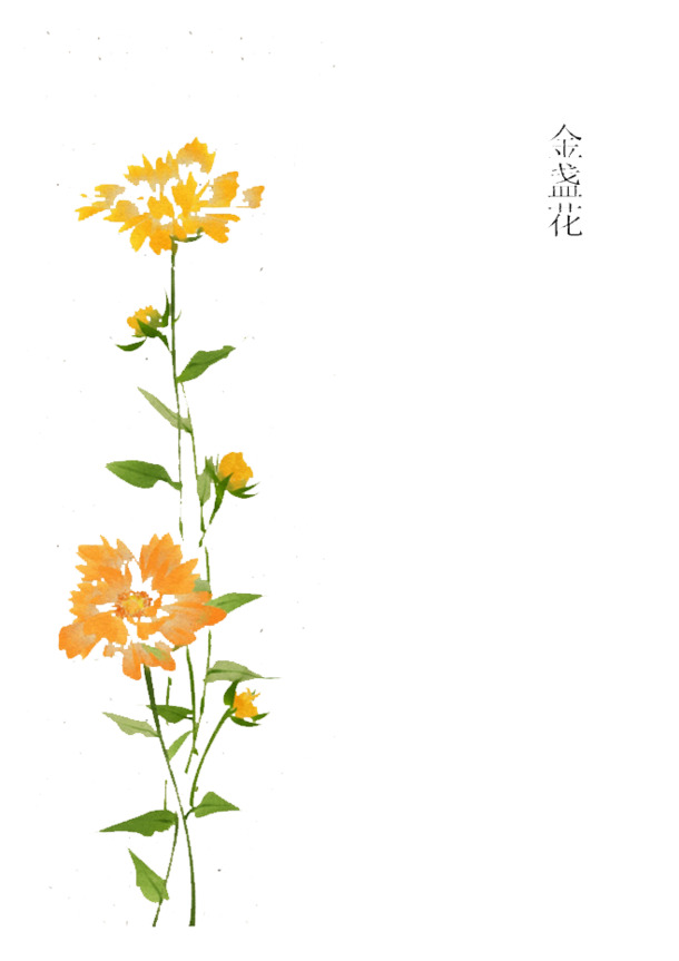 手绘金盏花PNG透明图，动植物元素设计素材，高清下载