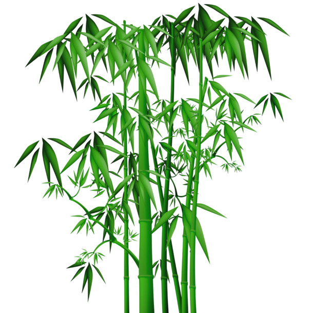 清新绿叶竹影PNG素材，动植物元素透明图片，免费下载