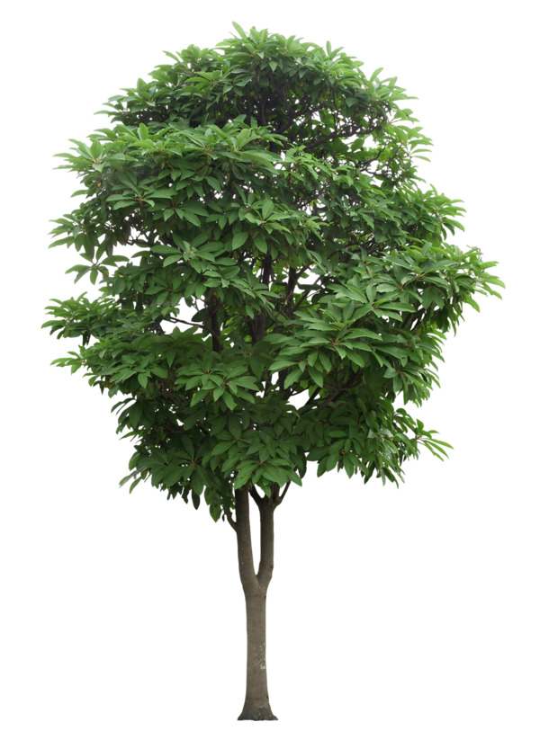 芒果树绿化芒PNG透明图，动植物元素，高清植物设计素材下载