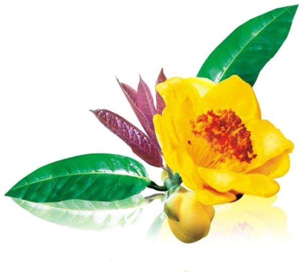 金花茶高清PNG素材，美丽透明动植物元素，免费下载
