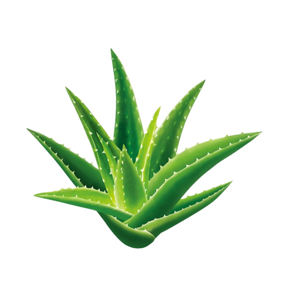高清绿色芦荟PNG透明图片，植物装饰元素，设计素材免费下载