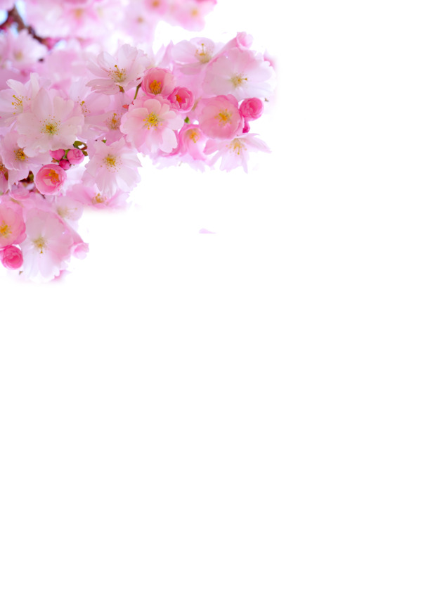 日本粉色樱花PNG透明图，清新装饰素材，高清下载