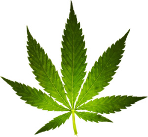 高清PNG发光叶子素材，透明动植物元素，创意植物图片下载