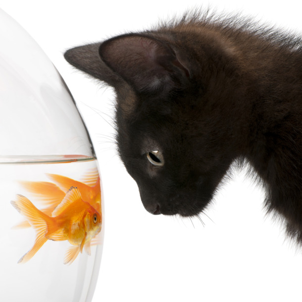 黑猫金鱼对望，高清PNG透明动植物元素图片，动物设计素材下载
