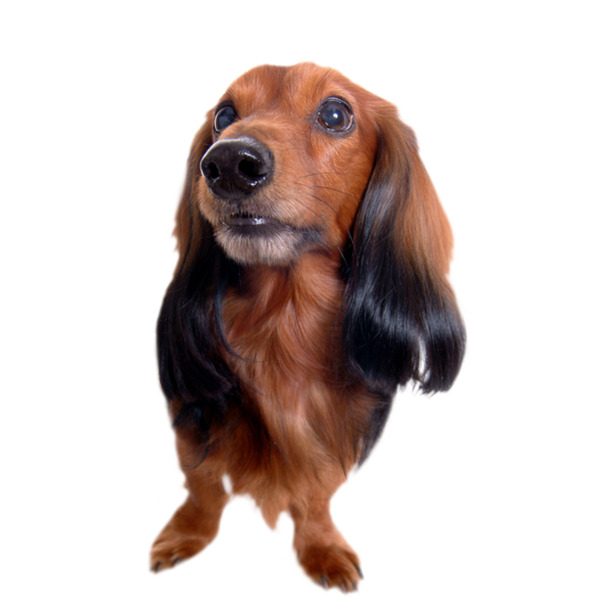 高清腊肠犬PNG透明图片，动植物元素设计素材免费下载