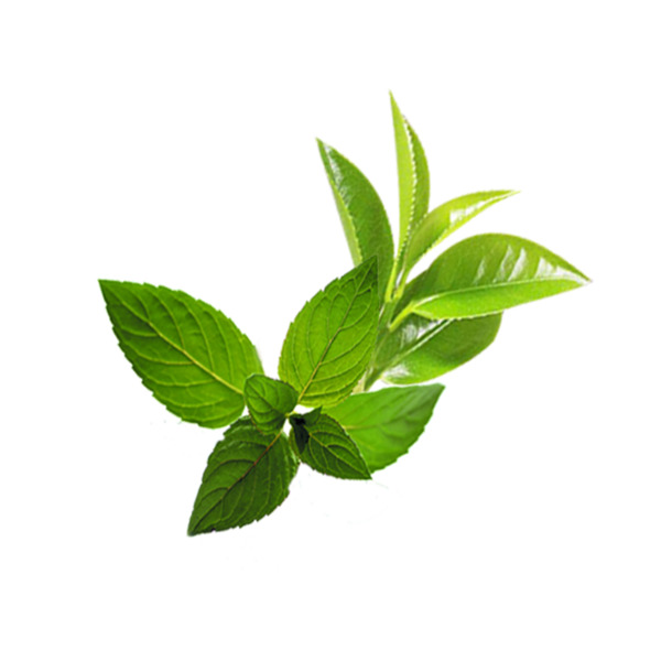 薄荷叶PNG透明图，高清动植物元素，创意植物设计素材下载