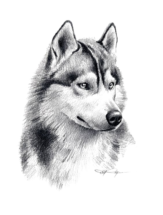 素描狼PNG透明图，高清动物装饰元素，设计素材免费下载
