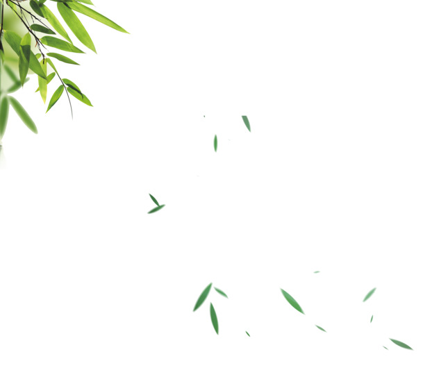 高清竹子叶PNG透明图片，优雅装饰元素，植物设计素材免费下载