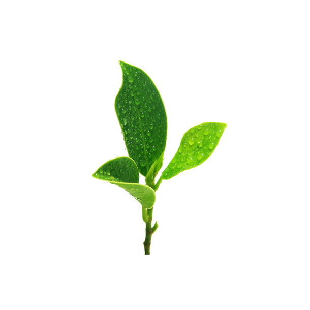 绿植茶叶高清PNG透明素材，动植物元素设计图库，免费下载