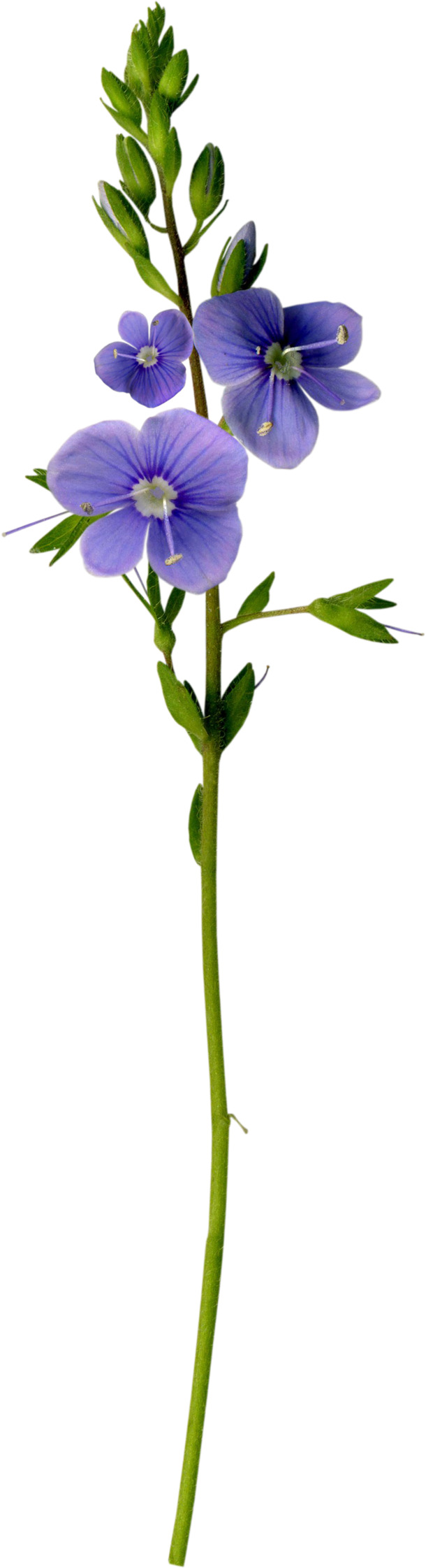藏红花枝叶PNG透明图，动植物元素设计素材，高清下载