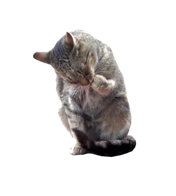 洗脸小猫咪PNG透明图片，动物装饰元素，高清设计素材下载