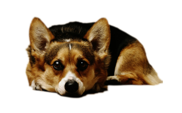 柯基犬高清PNG素材，呆萌可爱，透明背景，动物设计元素下载