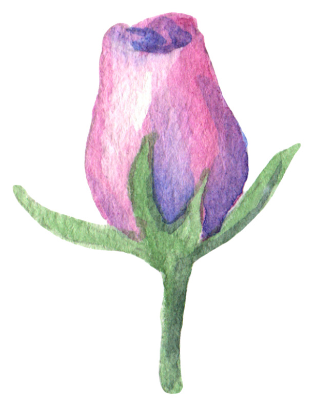 情人节设计素材，高清透明PNG玫瑰花苞图片，节日元素免费下载