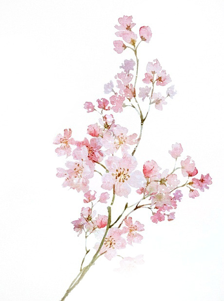 手绘古风花枝PNG透明图，卡通元素设计素材高清下载