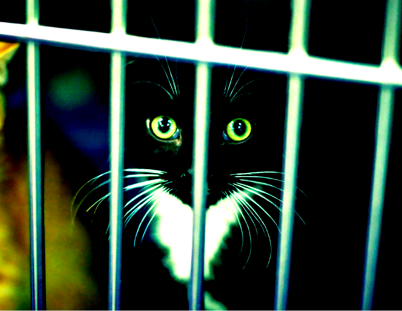 网页图片代码，笼子里的猫咪图片素材