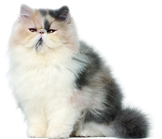 白色萌猫PNG透明图片，宠物装饰元素，高清动物设计素材下载