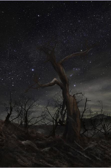 黑夜胡杨PNG透明背景，高清摄影素材，风景设计元素下载