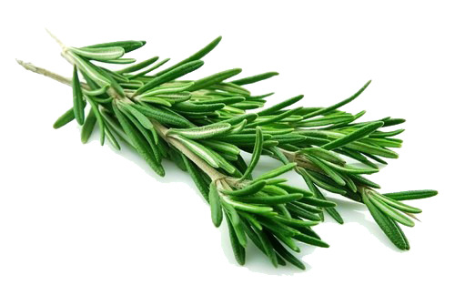迷迭香实物高清PNG，绿色香料透明图片，动植物元素设计素材下载
