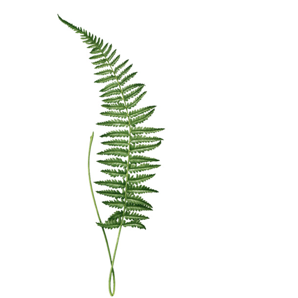 含羞草绿植PNG素材，高清透明动植物元素，设计图片下载