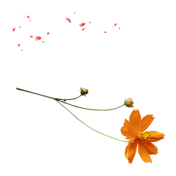 黄色小花PNG透明图集，高清漂浮花瓣元素，设计素材下载
