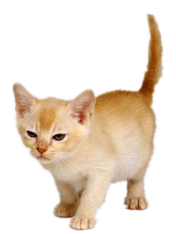 猫咪站立高清PNG透明图，精美动物装饰元素，设计素材随心下载