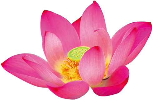 国庆节节日元素，高清水中莲花PNG透明图片，设计素材免费下载
