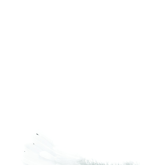 情人节艺术背景，天使翅膀PNG透明高清素材，免费下载节日元素