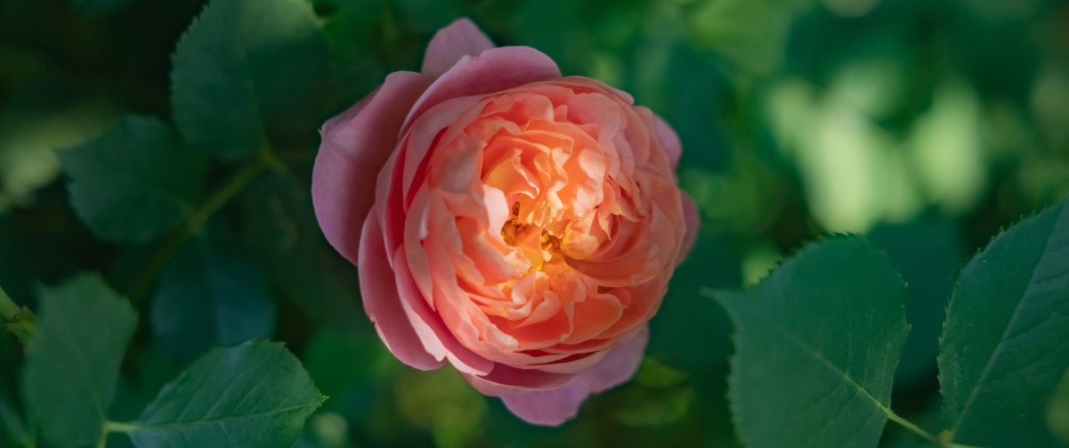 玫瑰花4K高清壁纸，3440x1440电脑风景图片，一键下载