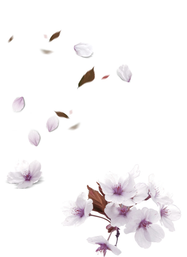 紫色清新花瓣PNG素材，高清透明漂浮元素，免费下载设计材料