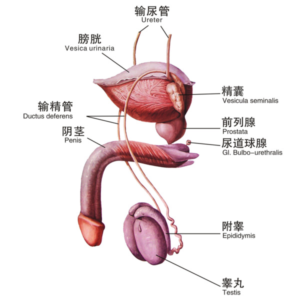 高清男性生殖器结构图PNG素材下载，透明图片装饰元素PPT设计模板