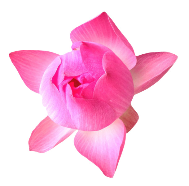 深红水芙蓉实物PNG，纯净花瓣漂浮元素，高清透明设计素材下载