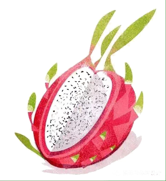 火龙果PNG透明图，高清植物装饰元素，设计素材下载
